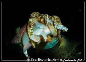 A cuttlefish capture a fish. by Ferdinando Meli 